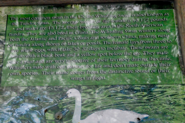 sign about Whistler Swans